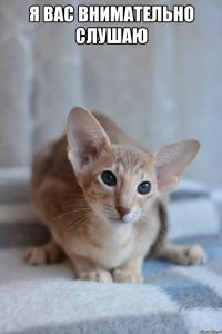 Я вас внимательно слушаю 