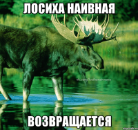 лосиха наивная возвращается