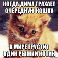 когда дима трахает очередную кошку в мире грустит один рыжий котик