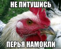 Не питушись перья намокли