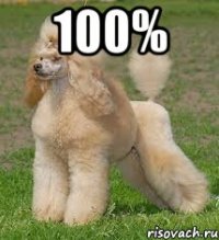 100% 
