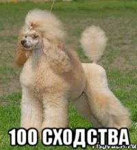  100 сходства