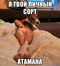 Я твой личный сорт АТАМАНА