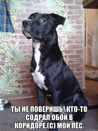  Ты не поверишь! Кто-то содрал обой в коридоре.(с) мой пёс.