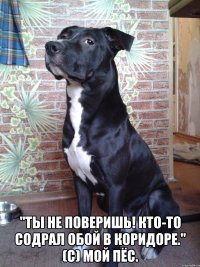  "Ты не поверишь! Кто-то содрал обой в коридоре." (с) мой пёс.