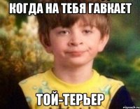 Когда на тебя гавкает Той-терьер