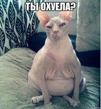 ты охуела? 