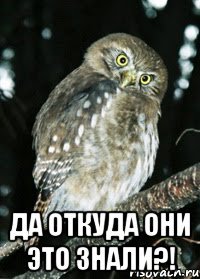  да откуда они это знали?!
