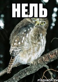 Нель 