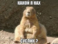 Какой я нах суслик ?
