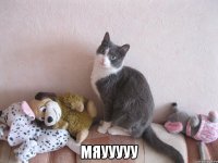  Мяууууу