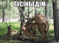 Тусiнбедiм 