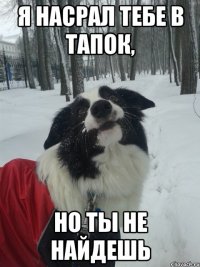 Я насрал тебе в тапок, но ты не найдешь
