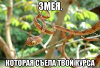Змея, которая съела твой курса