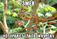 Змея, которая съела твой курсач