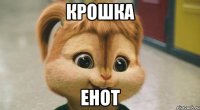 крошка енот