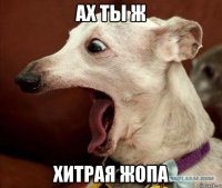 Ах ты ж Хитрая жопа