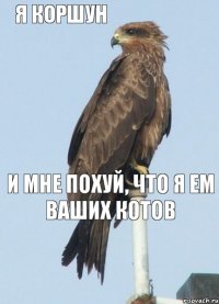 я коршун и мне похуй, что я ем ваших котов