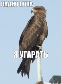 Ладно пока я угарать