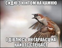Сидю з кінтом на камню і дівлюсь як гарабєц на кайотє стрібаєт