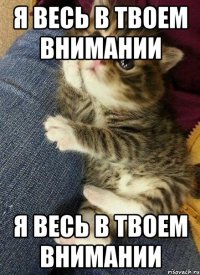 Я весь в твоем внимании Я весь в твоем внимании
