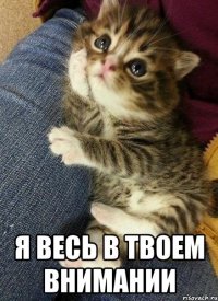  Я весь в твоем внимании