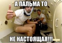 а пальма то НЕ НАСТОЯЩАЯ!!!