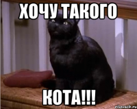 Хочу такого кота!!!