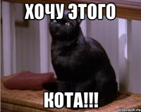 Хочу этого кота!!!