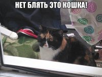 нет блять это кошка! 