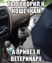 ты говорил к кошечкам а привёз к ветеринару
