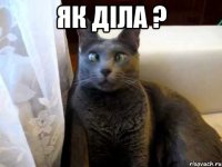 як діла ? 