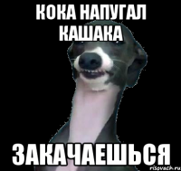Кока напугал кашака Закачаешься