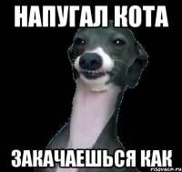 Напугал кота Закачаешься как