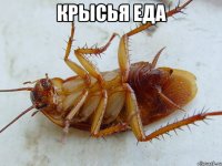 крысья еда 