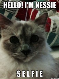 HELLO! I'M NESSIE S E L F I E