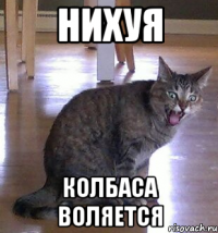 нихуя колбаса воляется