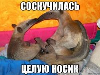 соскучилась целую носик