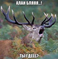 Алан бляяя...! Ты гдеее?