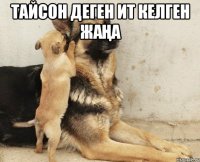 Тайсон деген ит келген жаңа 