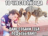 то чувство,когда даже собаки тебя подъебывают