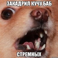 закадрил кучу баб стремных