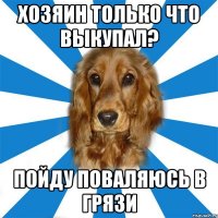 хозяин только что выкупал? пойду поваляюсь в грязи
