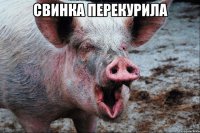 свинка перекурила 