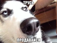 трусь продавайся
