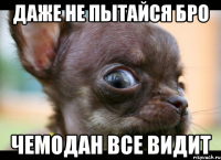 Даже не пытайся бро Чемодан все видит