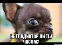  Не гладиатор ли ты часом?