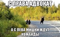 с права адвокат а с лева мишки ждут команды