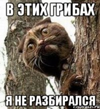 В этих грибах я не разбирался