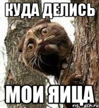 Куда делись мои яица